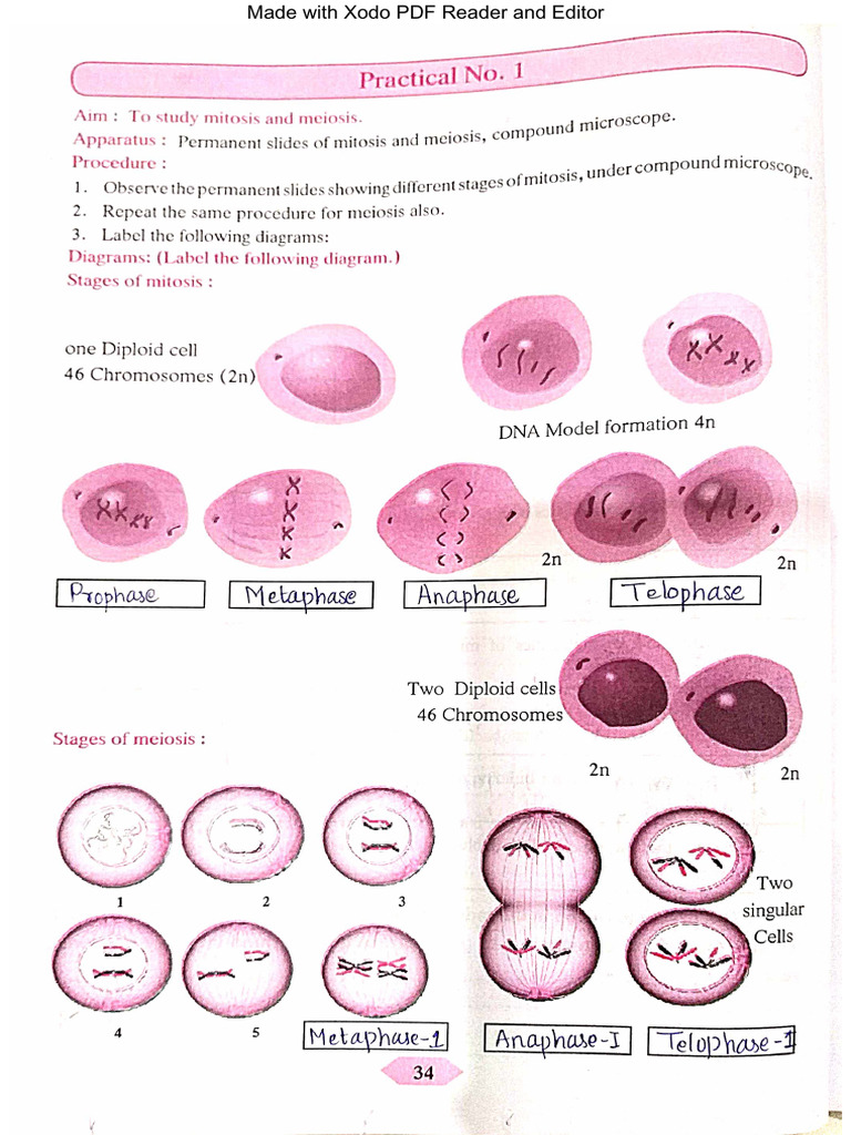 Std 10 Science Practical Answers PDF | PDF