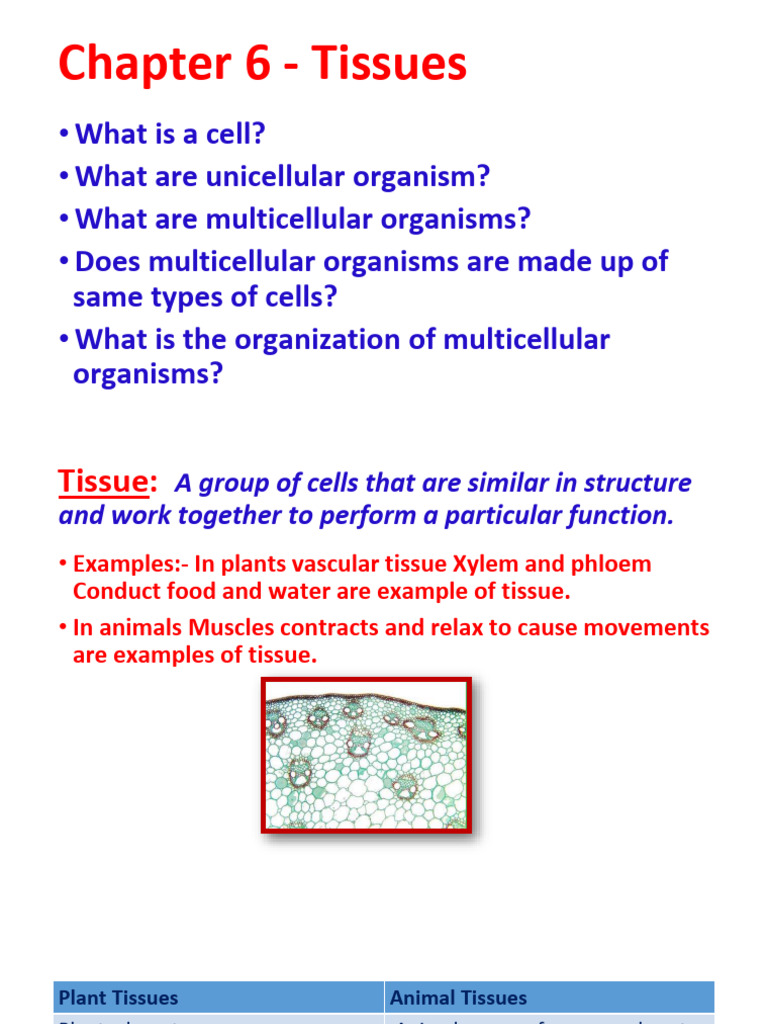 Understanding Plant and Animal Tissues | PDF | Epithelium | Tissue ...