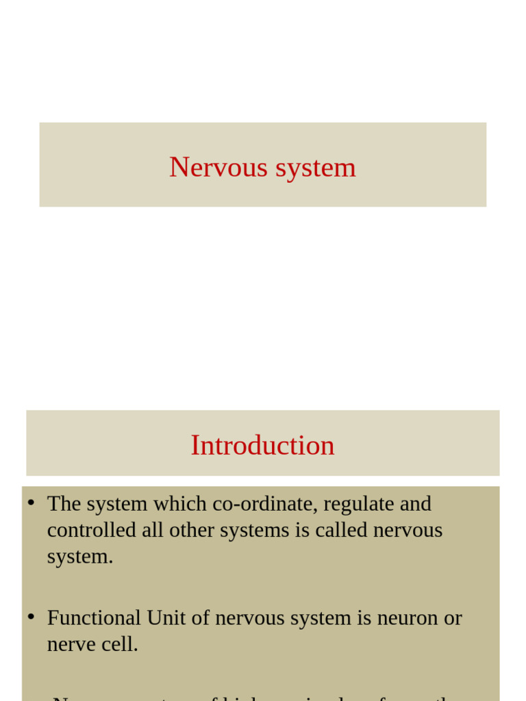 Overview of the Human Nervous System | PDF | Cerebrum | Spinal Cord