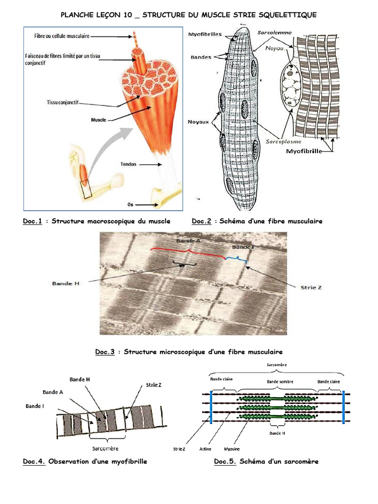Structure du Muscle Strié Squelettique | PDF