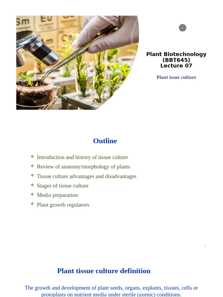 Plant Biotechnology Lec 7 | PDF | Root | Embryo