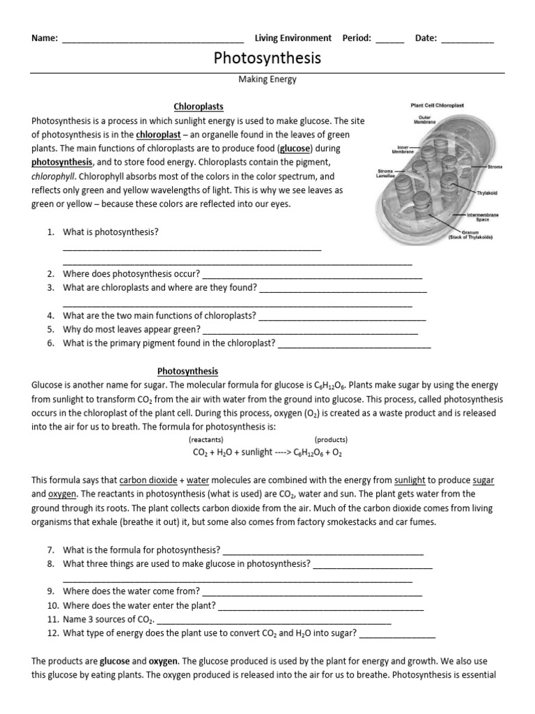 Photosynthesis and Respiration Worksheet | PDF | Cellular Respiration ...