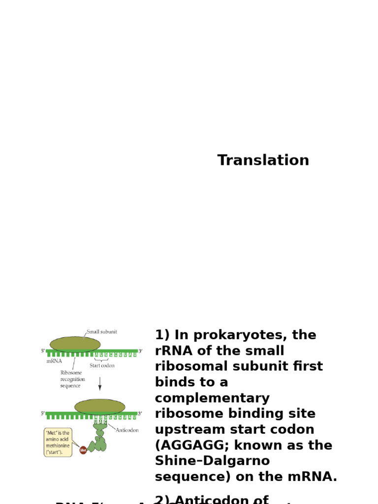 Prokaryotic Translation Process Explained | PDF