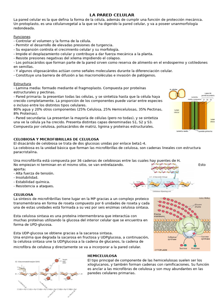 Estructura y Función de la Pared Celular | PDF | Pared celular ...