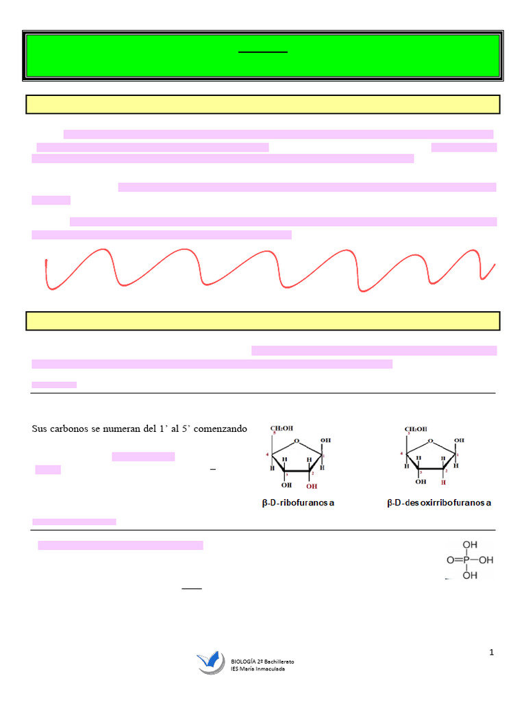UD6. Los Ácidos Nucleicos | PDF | Rna | Adn