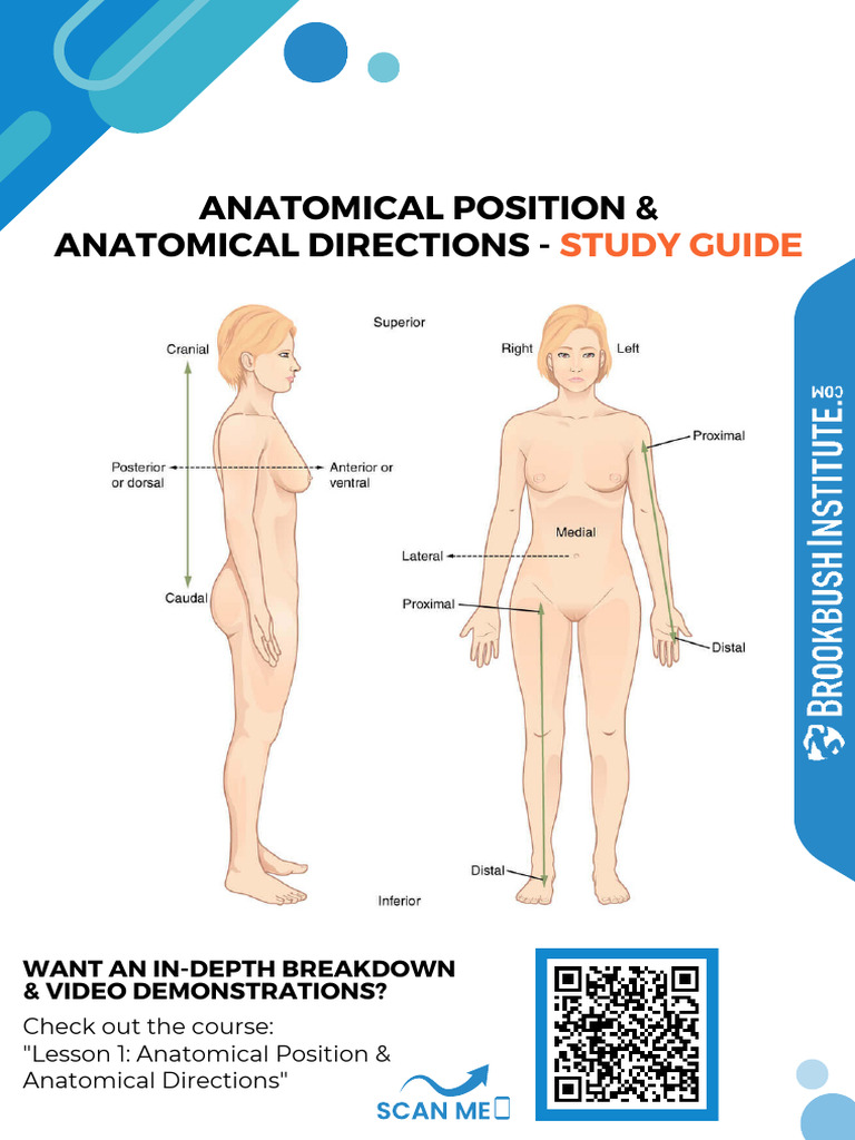 Anatomical Directions Study Guide v2 PDF | PDF | Anatomical Terms Of ...