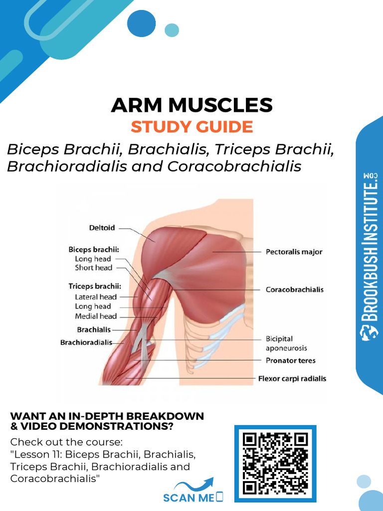 Arm Muscles Study Guide v2 PDF | PDF | Elbow | Anatomical Terms Of Motion