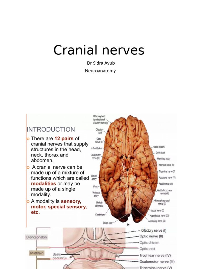 Overview of Cranial Nerves | PDF