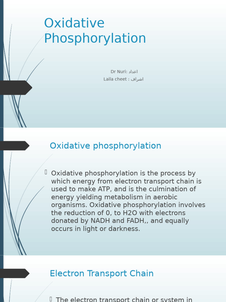 Oxidative Phosphorylation Overview | PDF | Electron Transport Chain ...