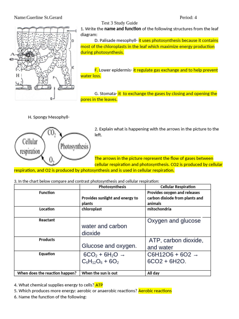 Test 3 Study Guide (1) | PDF | Cellular Respiration | Leaf