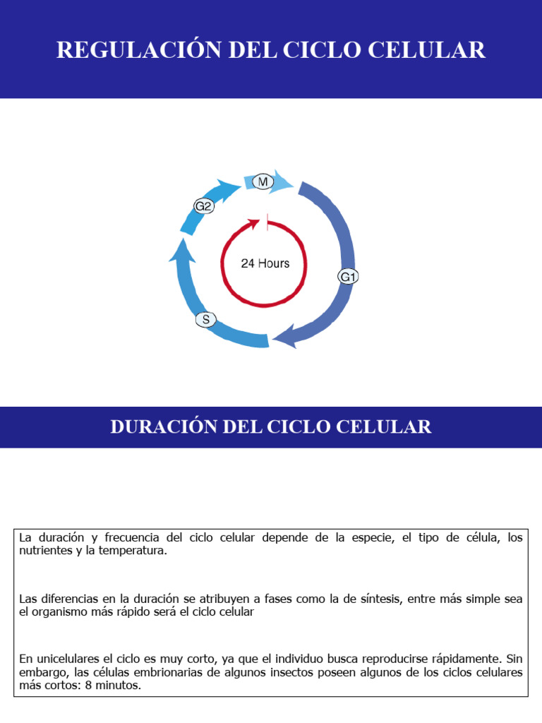 Regulación del Ciclo Celular y Fases | PDF | Ciclo celular | Mitosis