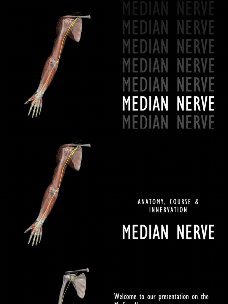 median-nerve-pdf