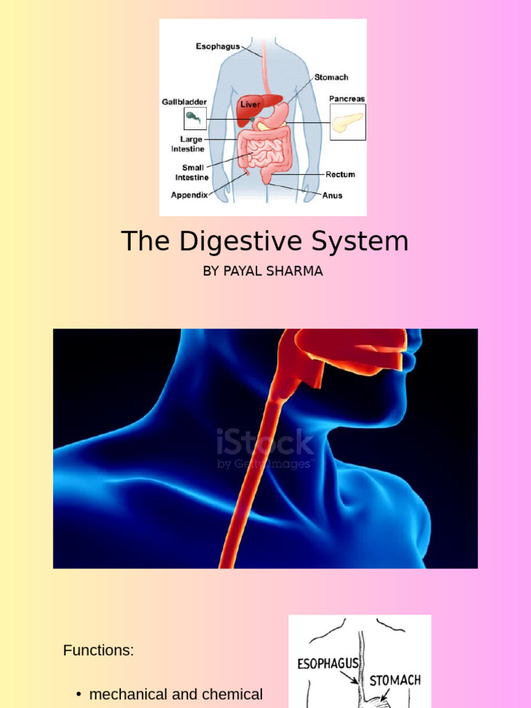 Human Digestive System | PDF | Stomach | Human Digestive System