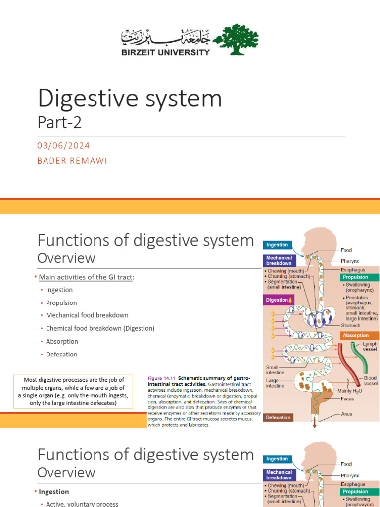 Digestive+system+PART+2 | PDF | Stomach | Digestion