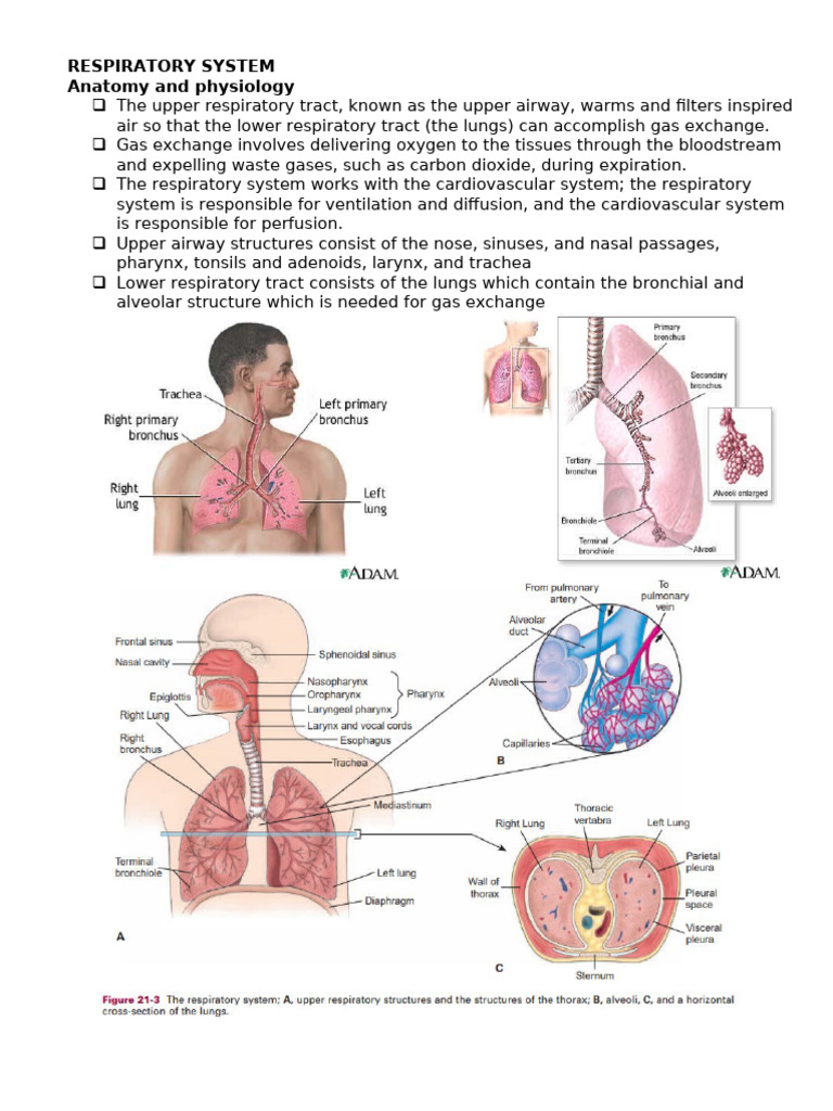 Upper Respiratory System Overview | PDF | Respiratory Tract | Lung