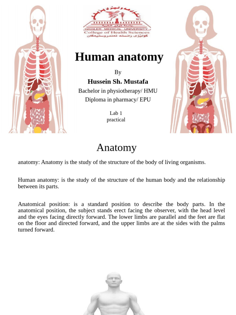 Human Anatomy: Structure and Movement | PDF