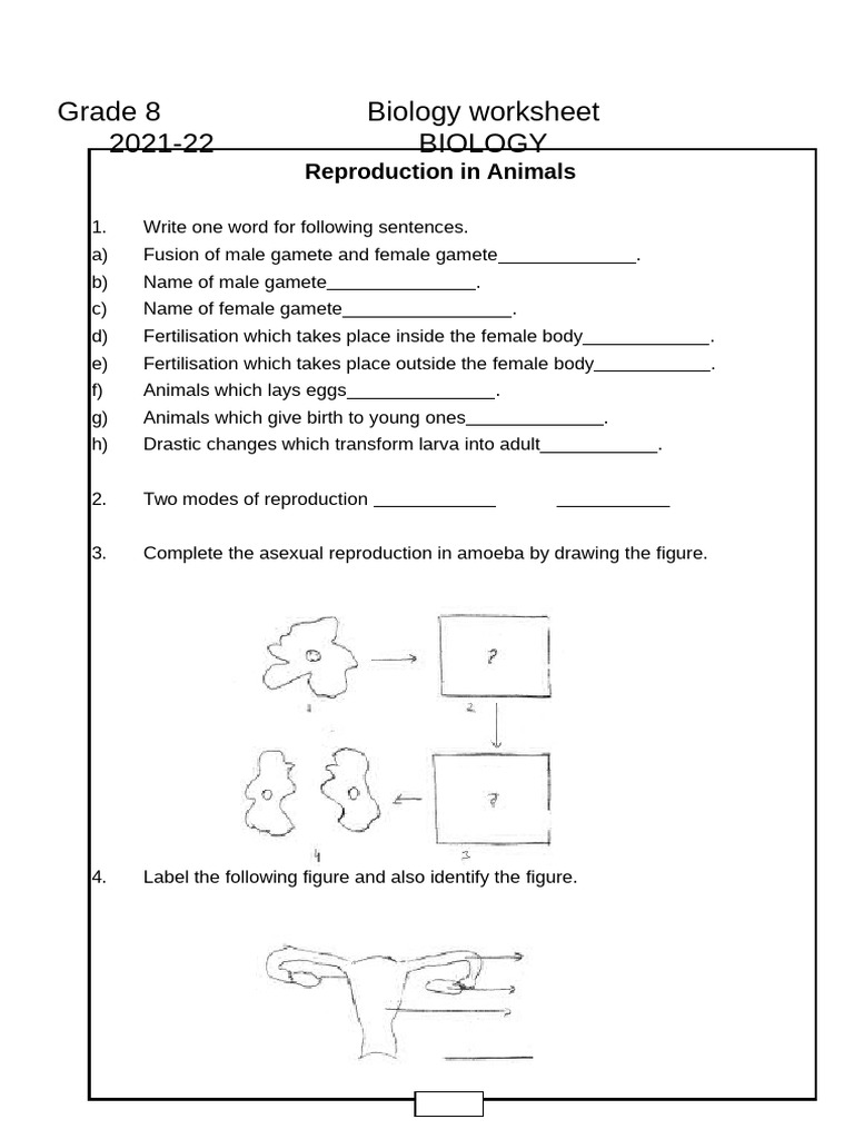 Class 8 Science Worksheet - Reproduction in Animals Part B | PDF