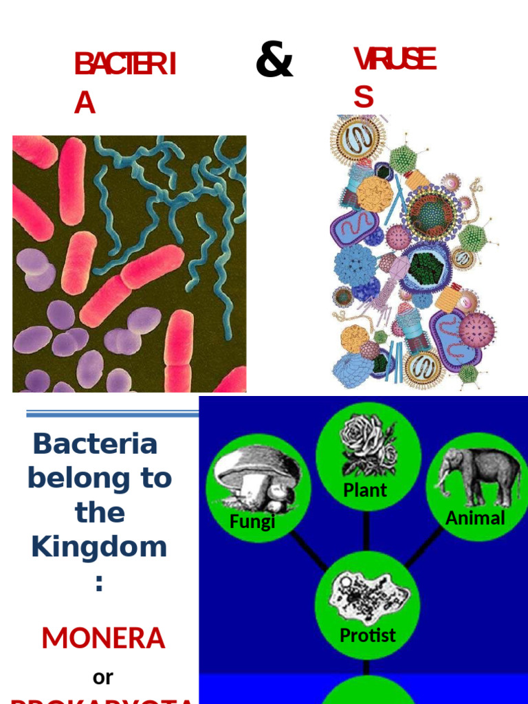 Bacteriaviruses | PDF | Cell (Biology) | Prokaryote