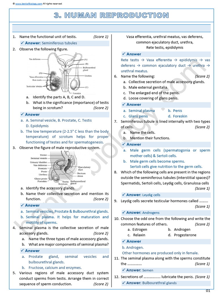 Male and Female Reproductive Systems Overview | PDF | Menstrual Cycle ...