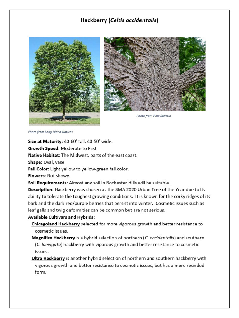 Hackberry | PDF