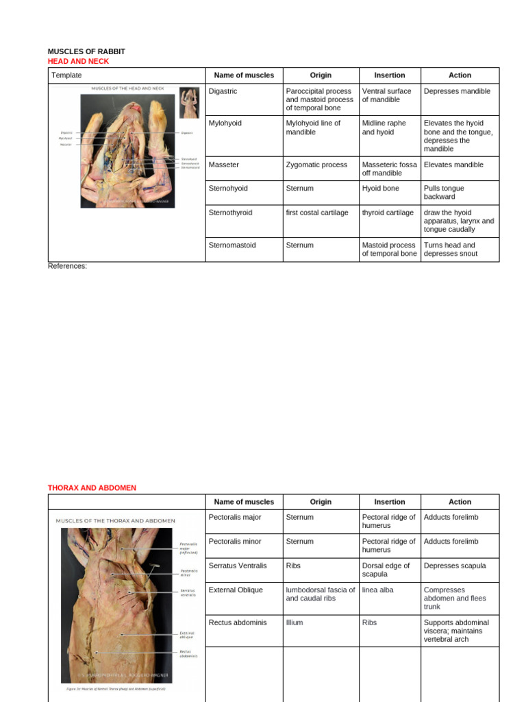 Rabbit Muscle Anatomy Overview | PDF | Foot | Abdomen