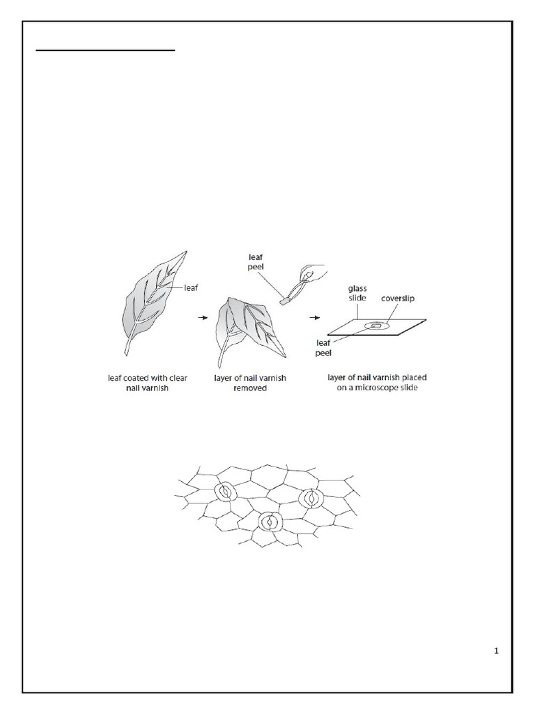 revison-wk-term-1-pdf-leaf-cell-biology
