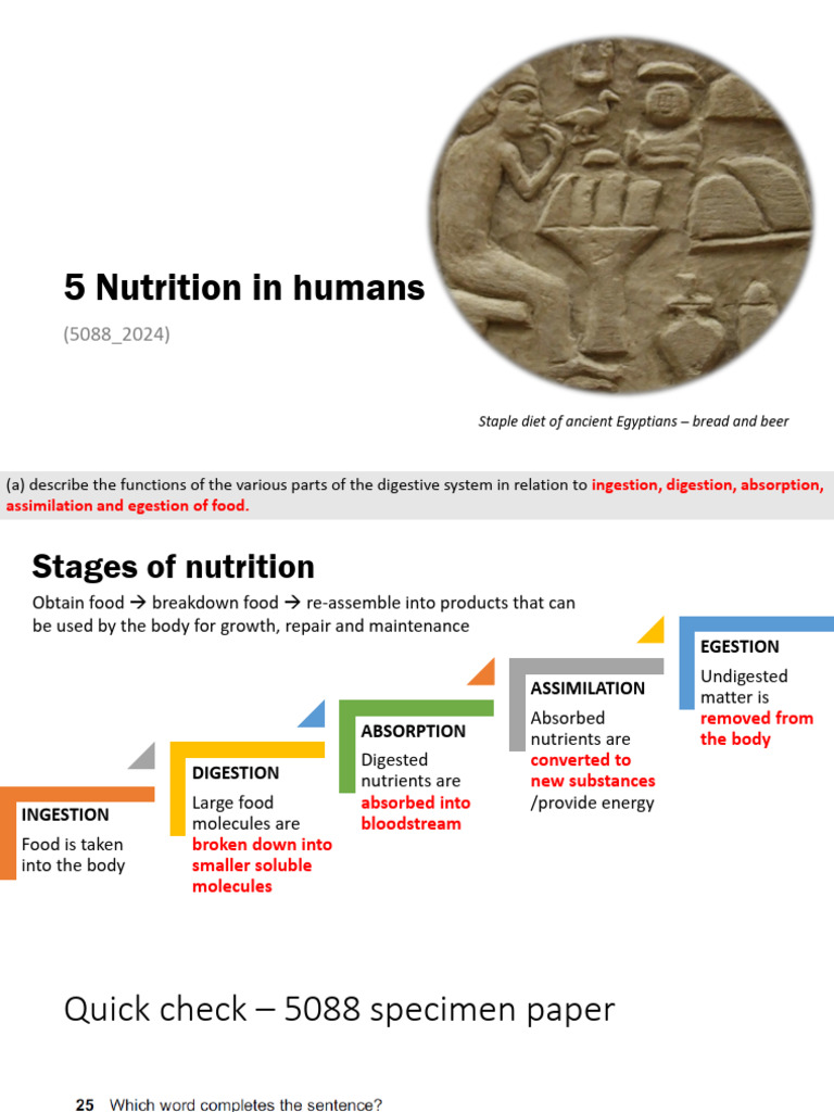5 Nutrition in Humans (Notes For 303) | PDF | Digestion | Diabetes