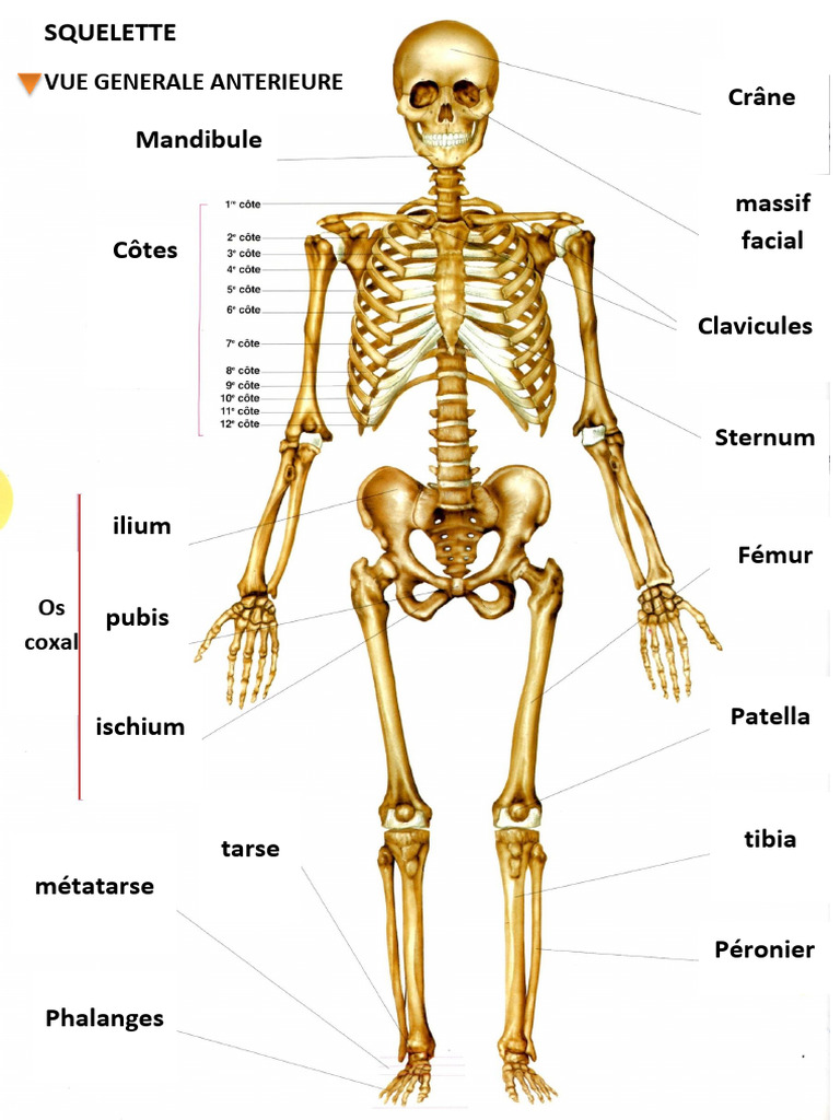 Schéma du squelette humain détaillé | PDF | Vertèbre | Membres (anatomie)