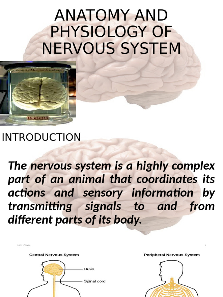 Anatomy and Physiology of Nervous System | PDF | Cerebrospinal Fluid ...