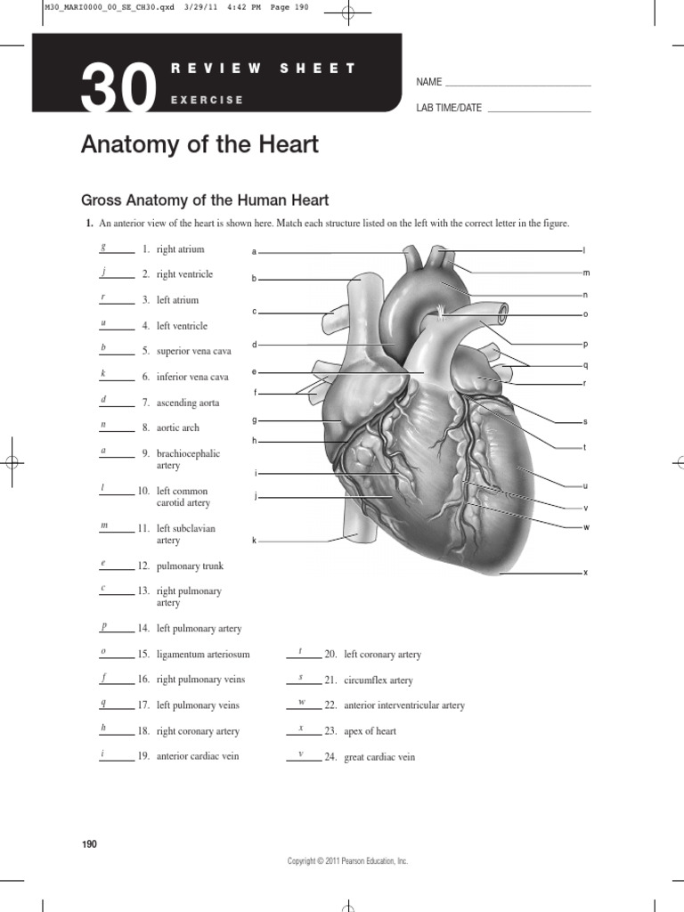 Answers Lab02 HeartAnatomy | PDF | Heart | Heart Valve