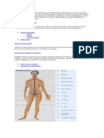 Sistema nervioso: anatomía y funciones