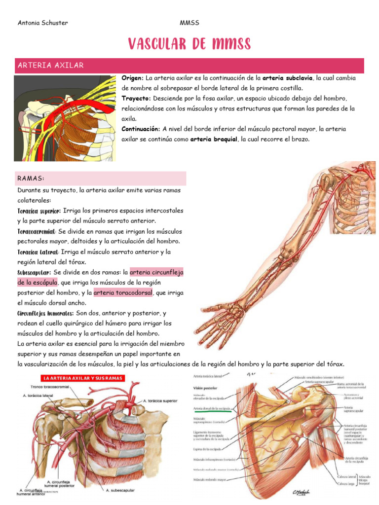 Anatomía de Arterias y Venas del MMSS | PDF | Mano | Angiología