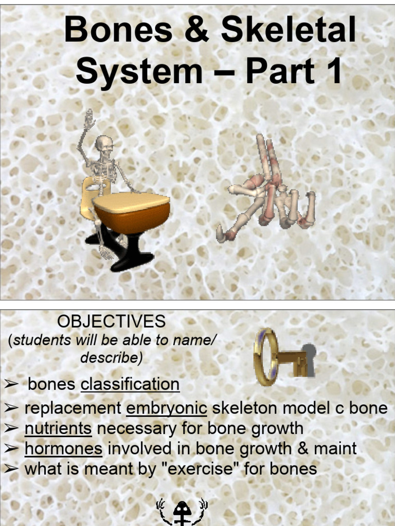 Lecture 6 Part 1 | PDF | Bone | Human Nose