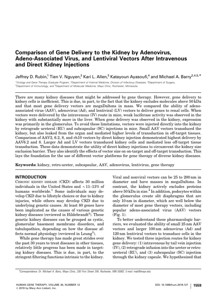 Rubin Et Al 2019 Comparison of Gene Delivery To The Kidney by ...