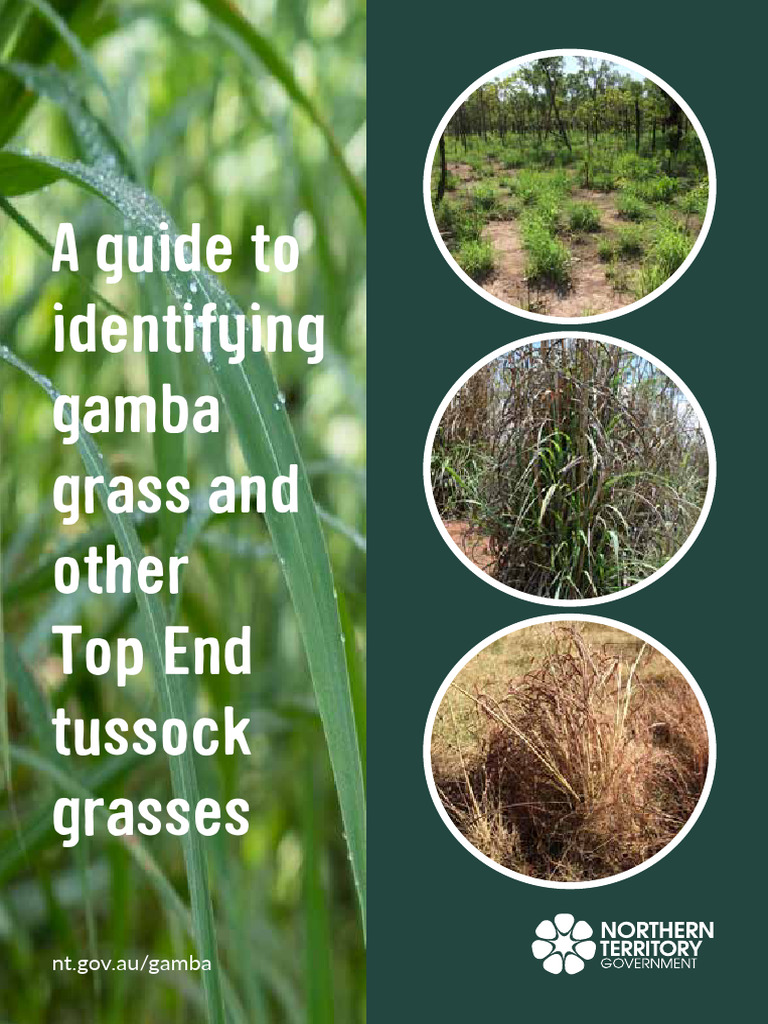 Identifying Gamba Other Tussock Grasses | PDF | Leaf | Plants