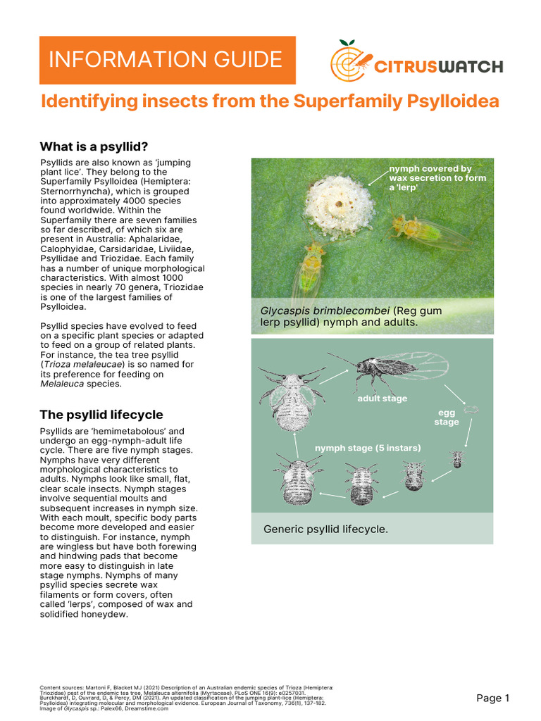 Fact Sheet - What Is A Psyllid 1 | PDF | Insects | Hexapoda