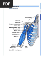 Nerve Conduction in First Dorsal Web Space | PDF | Ankle | Foot