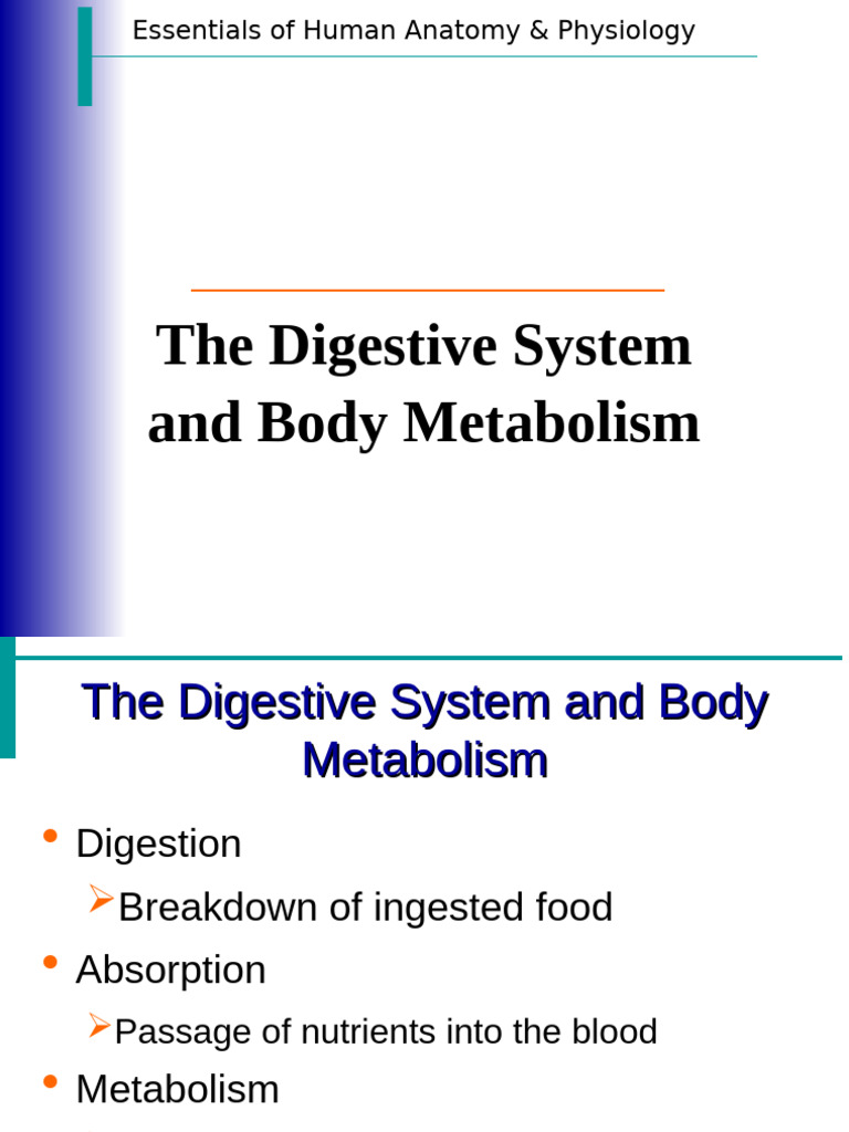 6. Digestion | PDF | Human Digestive System | Digestion