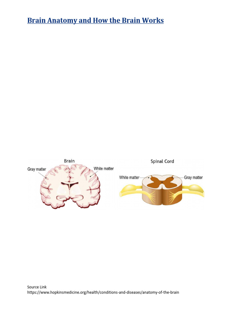 Brain Anatomy and How The Brain Works | PDF | Cerebrum | Central ...