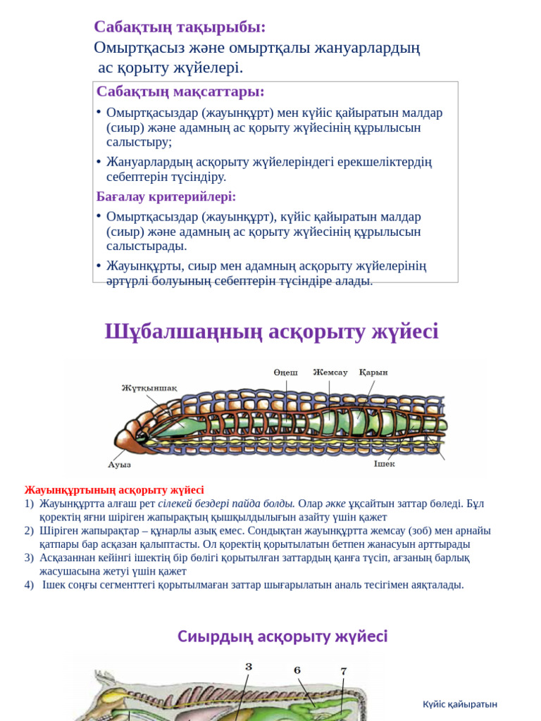Моңғолоидтық нәсілдегі кішкентай жыныс мүшесі