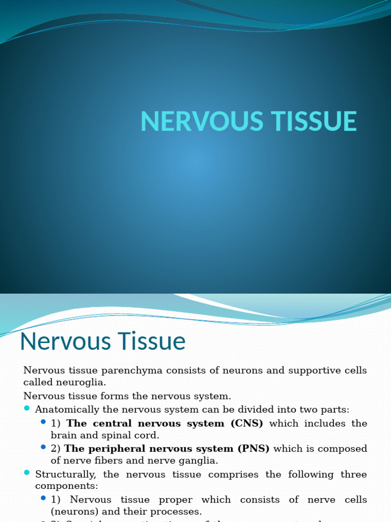 10 Nervous Tissue 1 Pdf Axon Myelin