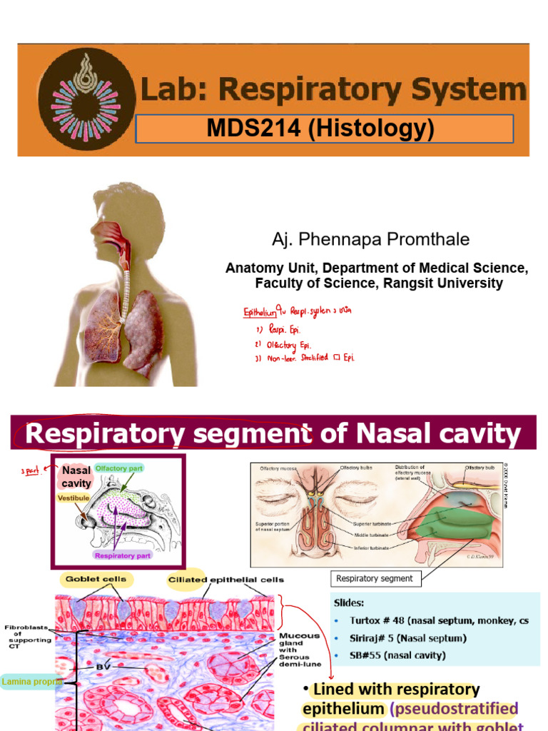 Lab Talking Mds219 Histology Respiratory System Pp Pdf Epithelium