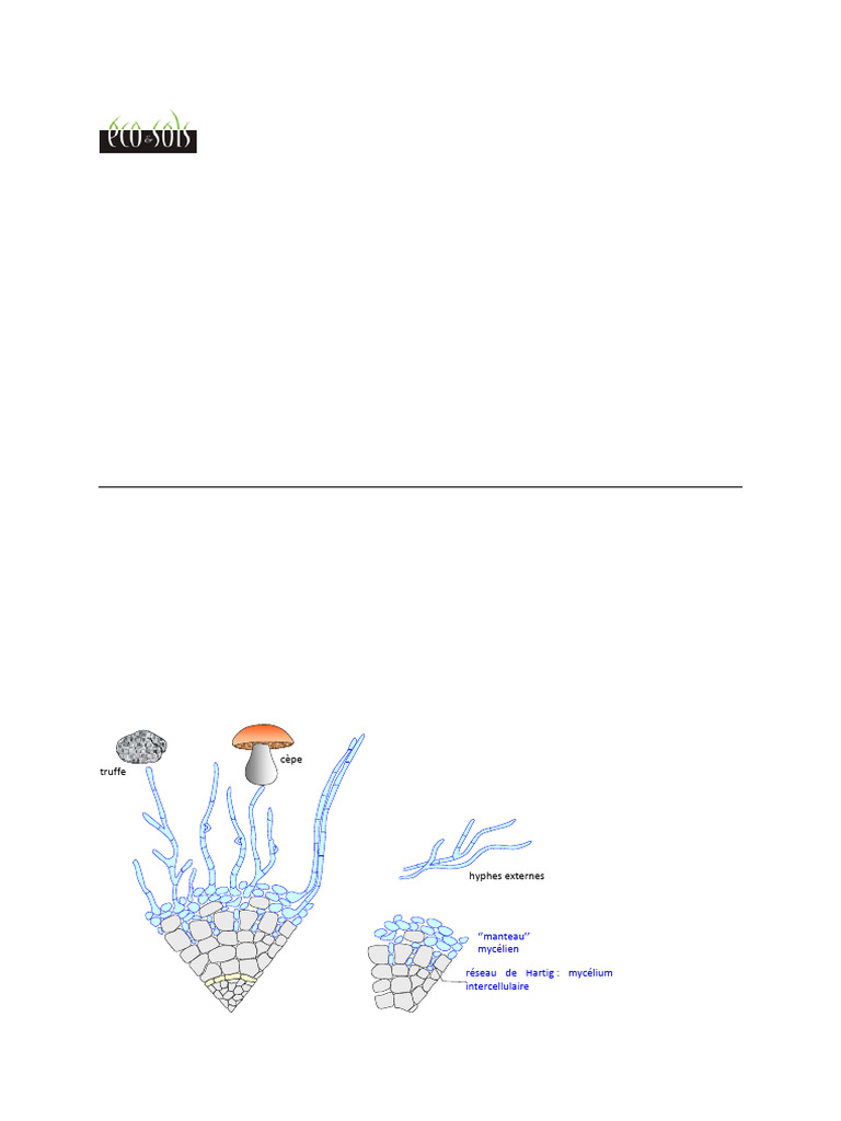 Mycorhizes : Techniques d'Observation | PDF | Champignons | Botanique