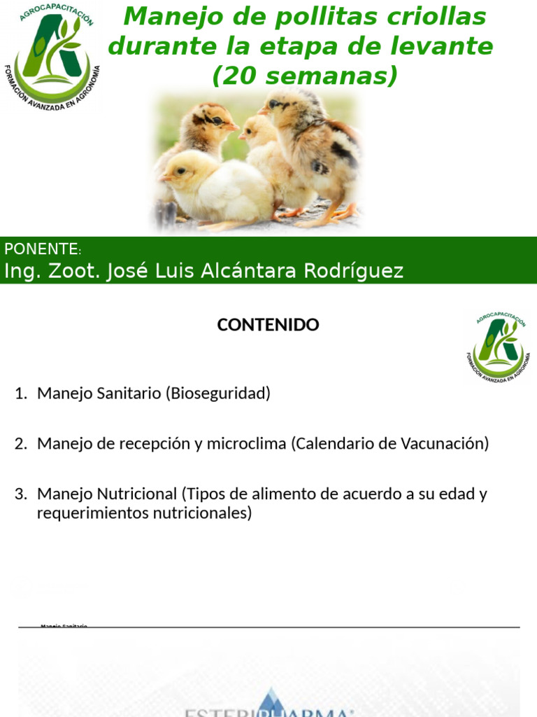 Pollitas Criollas - Agrocapacitación 210924 | PDF | Alimentos | Aves
