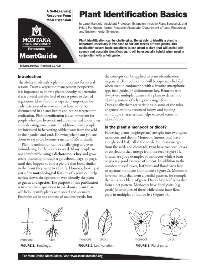 Monocot vs. Dicot Plant Identification | PDF | Leaf | Petal