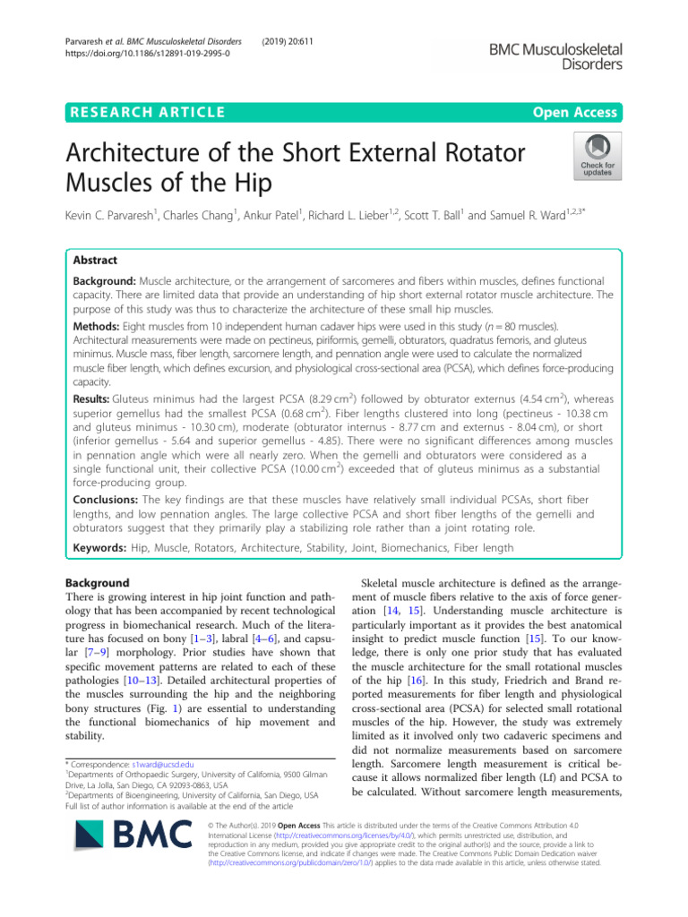 Hip Short External Rotator Muscle Study | PDF | Soft Tissue ...