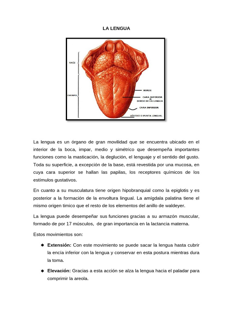 Anatomía y Funciones de la Lengua | PDF | Gusto | Lengua