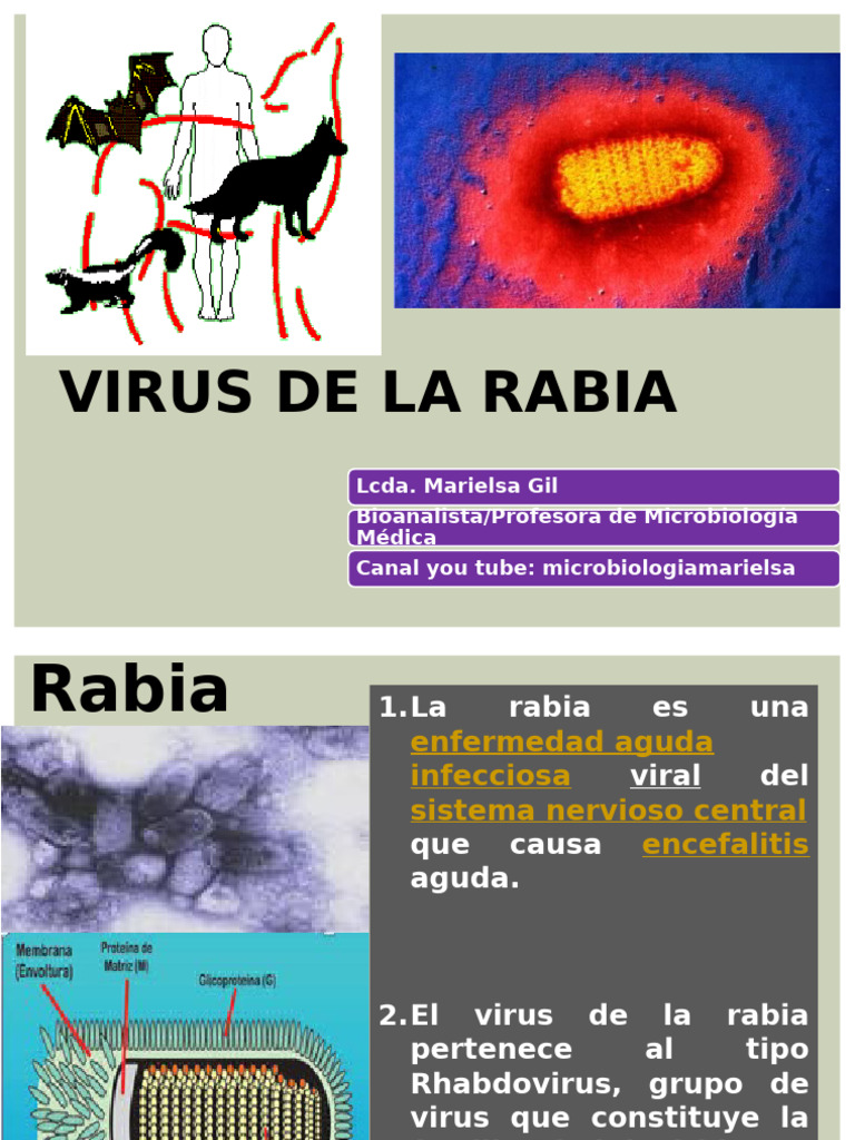 Rabia: Virus, Síntomas y Prevención | PDF | Rabia | Enfermedades y ...