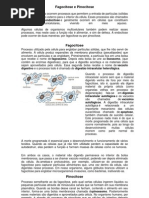 Fagocitose, Pinocitose e Leucócitos