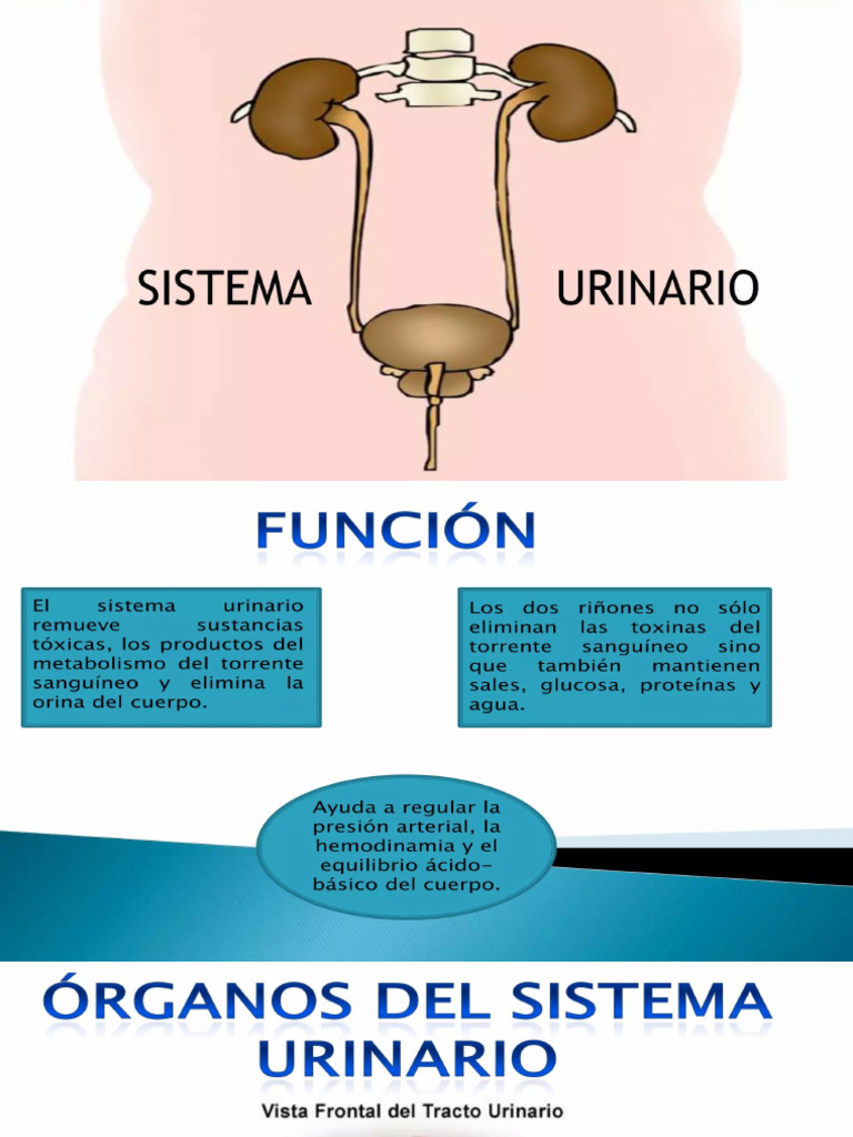 Anatomia Del Sistema Urinario Pdf